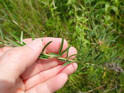 Image de Lespedeza angustifolia (Pursh) Elliott