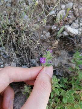 Imagem de Clinopodium suaveolens (Sm.) Kuntze