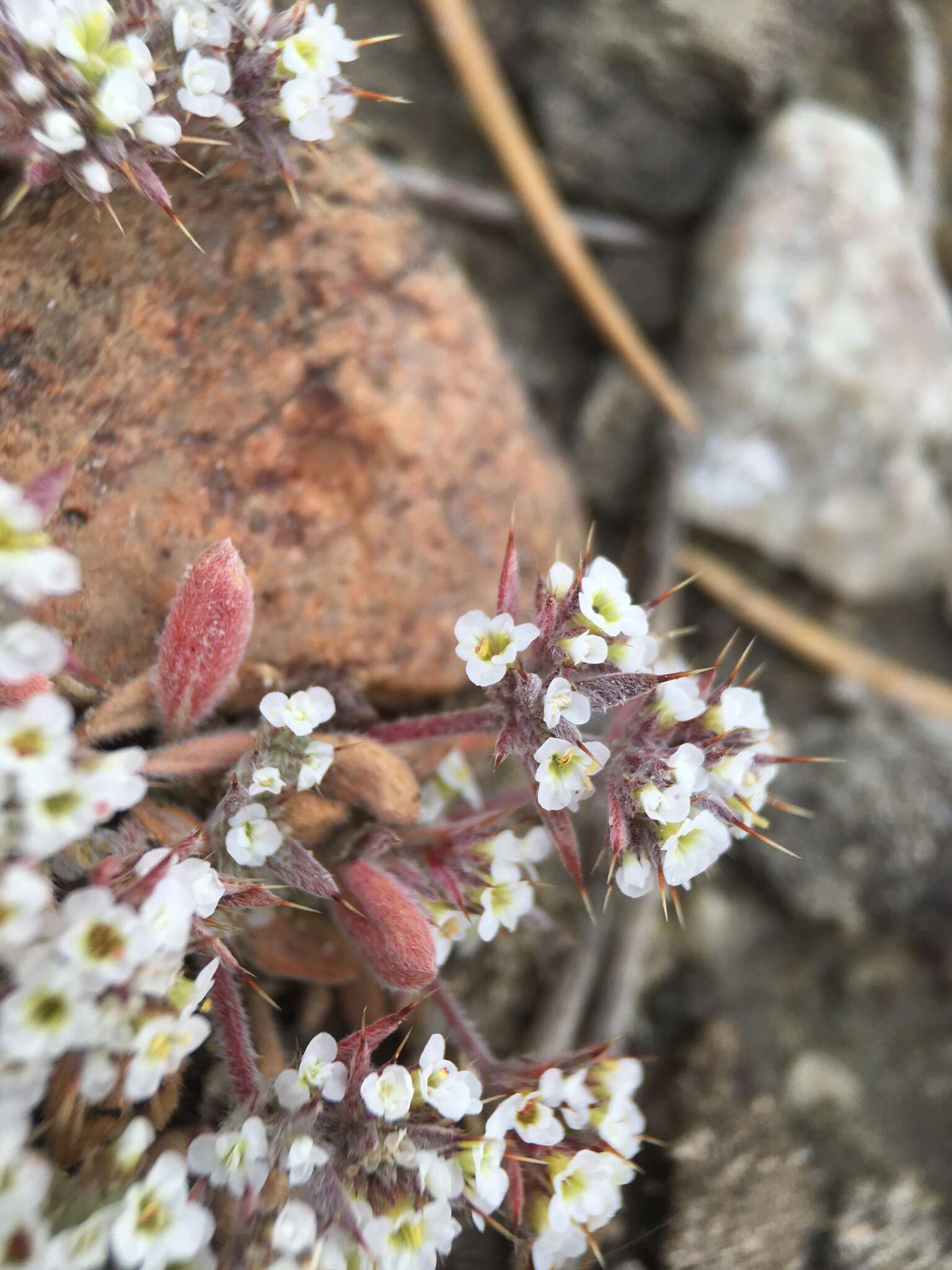 Imagem de Chorizanthe spinosa S. Wats.