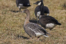 Imagem de Anser brachyrhynchus Baillon 1834