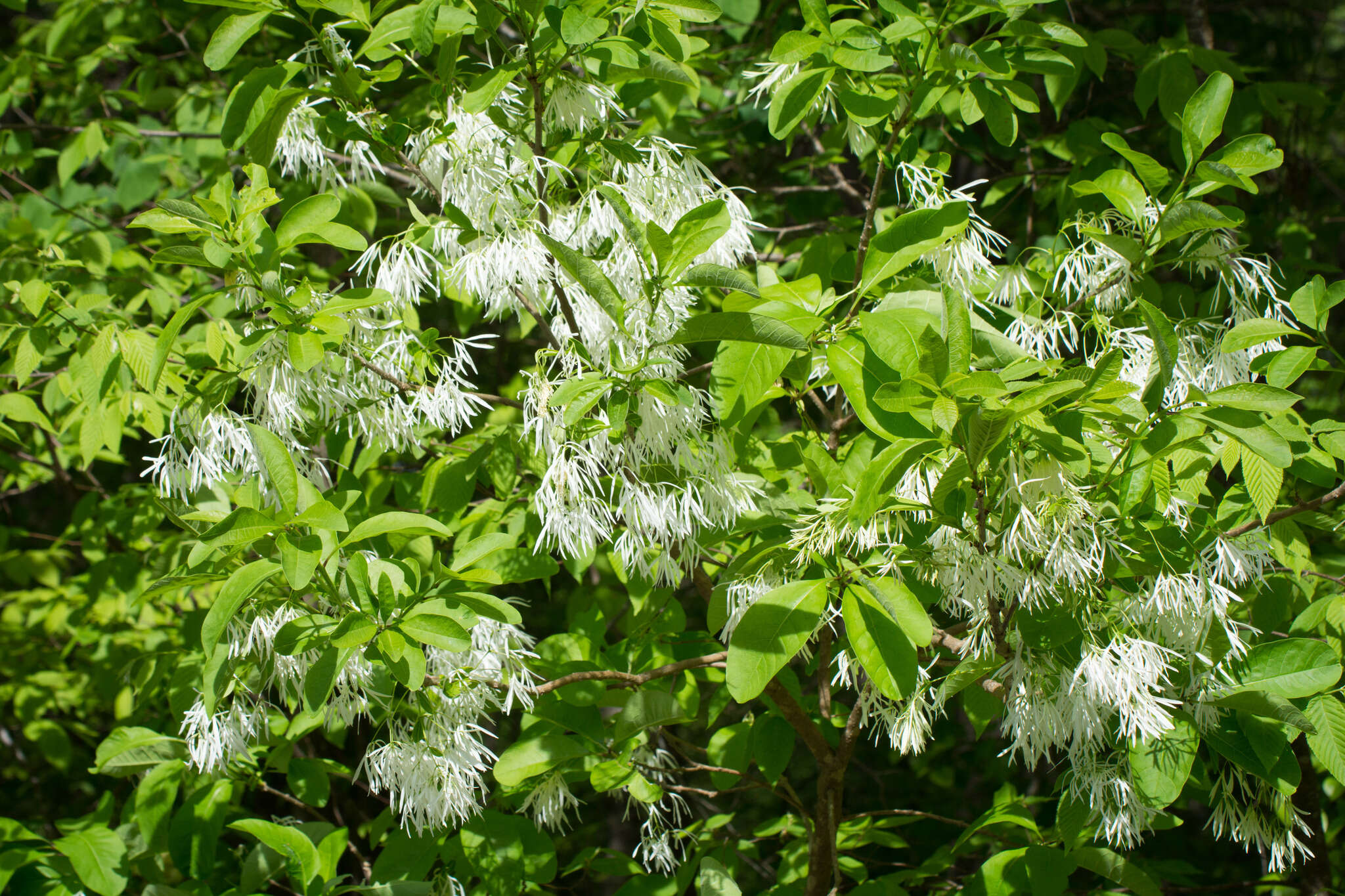 Imagem de Chionanthus virginicus L.