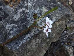 Image of Adenandra brachyphylla Schltdl.