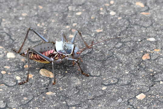 Image of Armoured Katydid