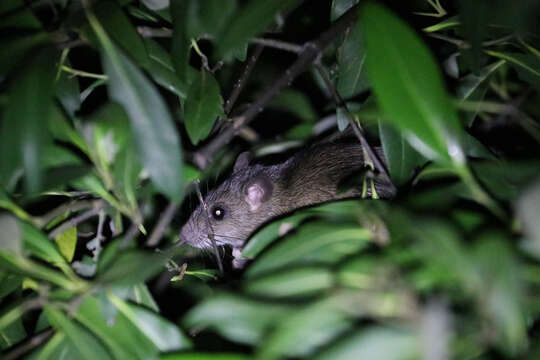 Image of Oriental House Rat