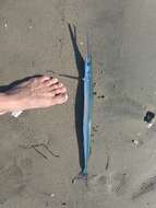 Image of California needlefish