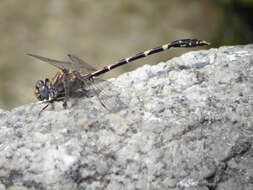 صورة Progomphus borealis McLachlan ex Selys 1873