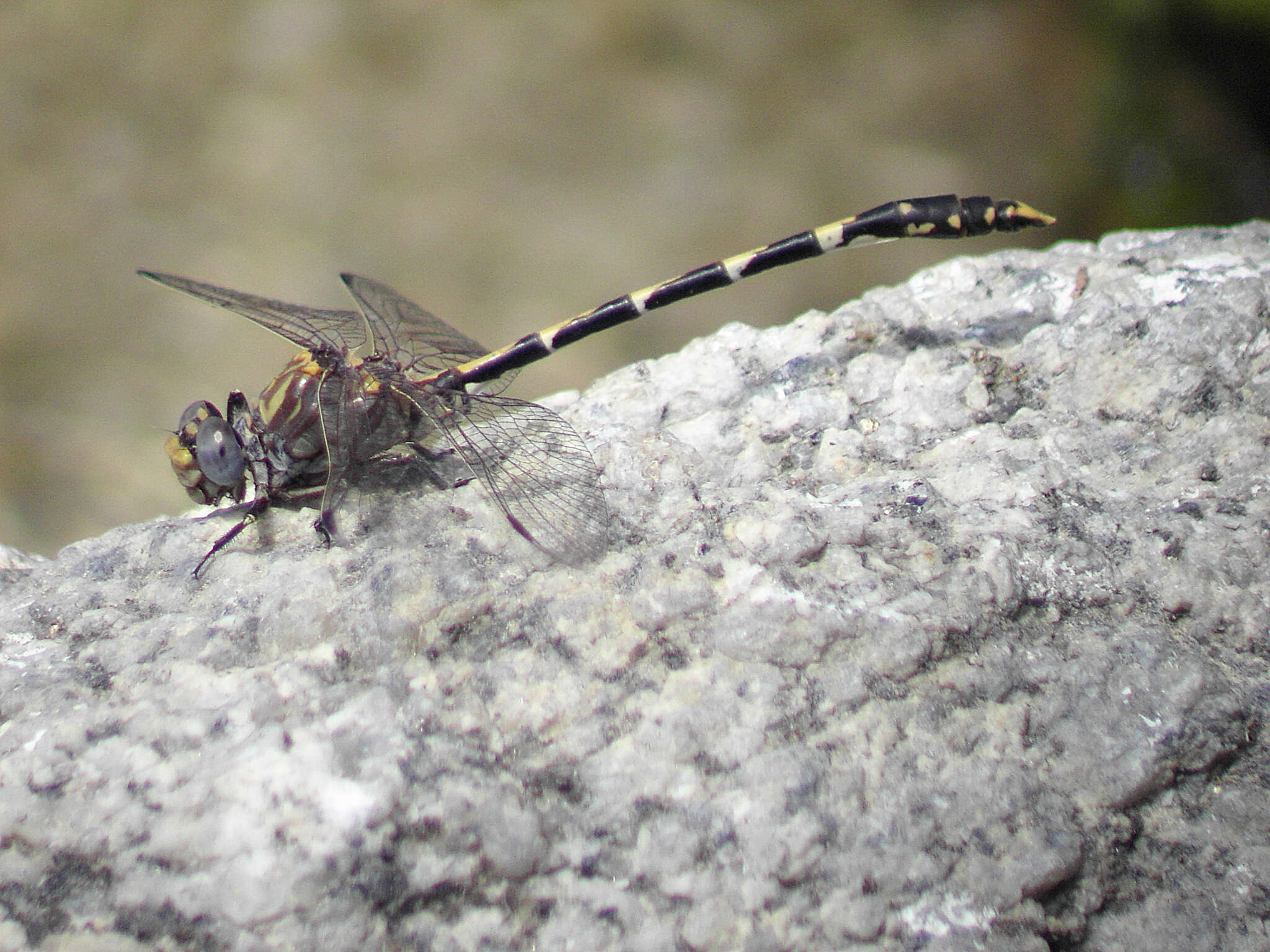 Sivun Progomphus borealis McLachlan ex Selys 1873 kuva