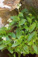 Image de Arabette des Alpes