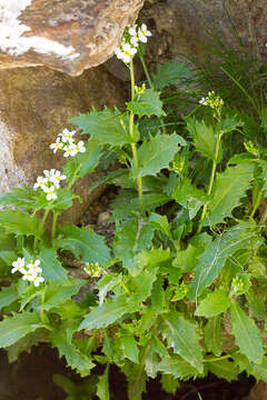 Image de Arabette des Alpes