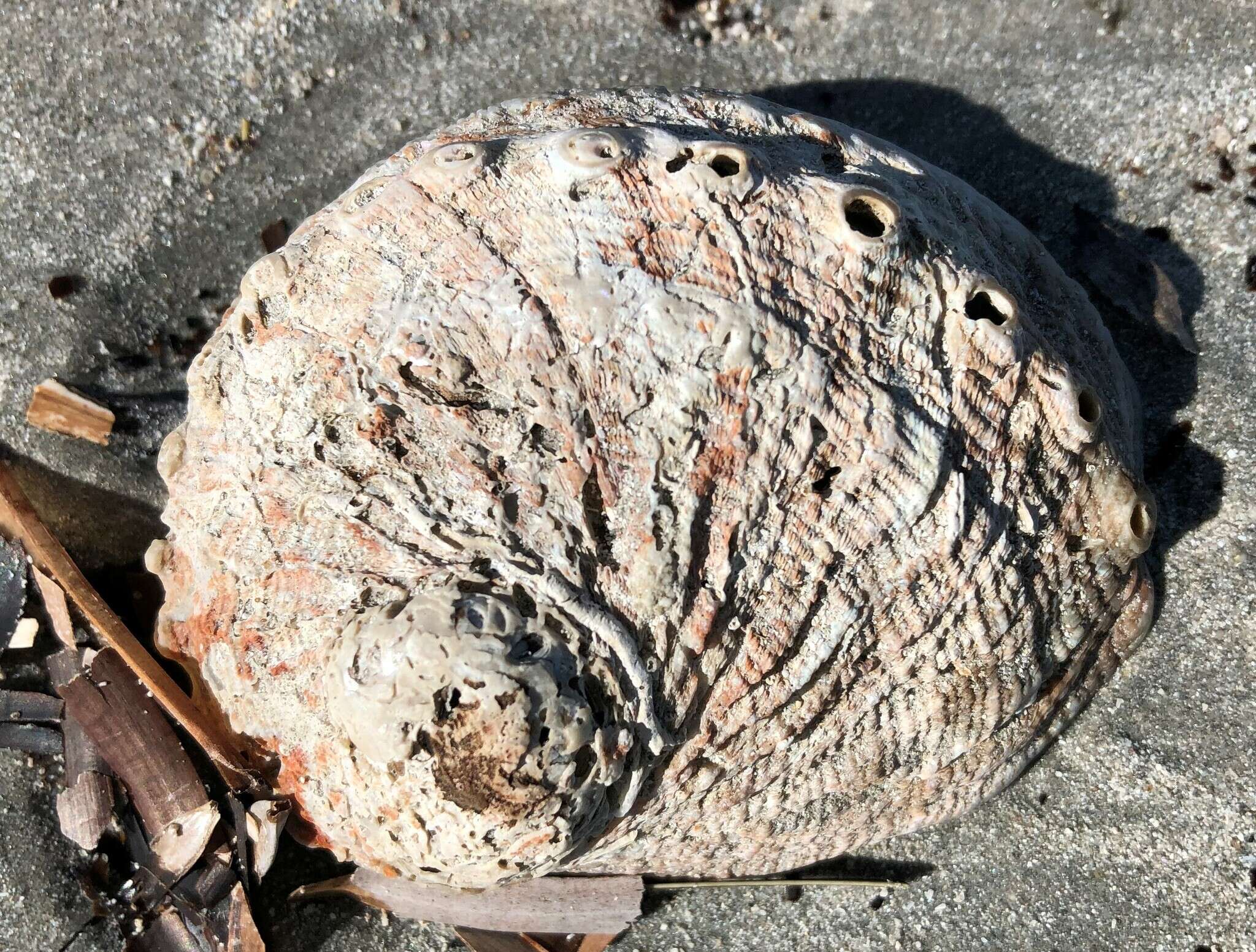 Image of staircase abalone