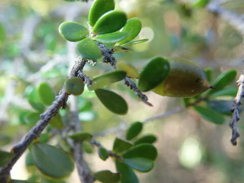 Sivun Diospyros myriophylla (H. Perrier) G. E. Schatz & Lowry kuva