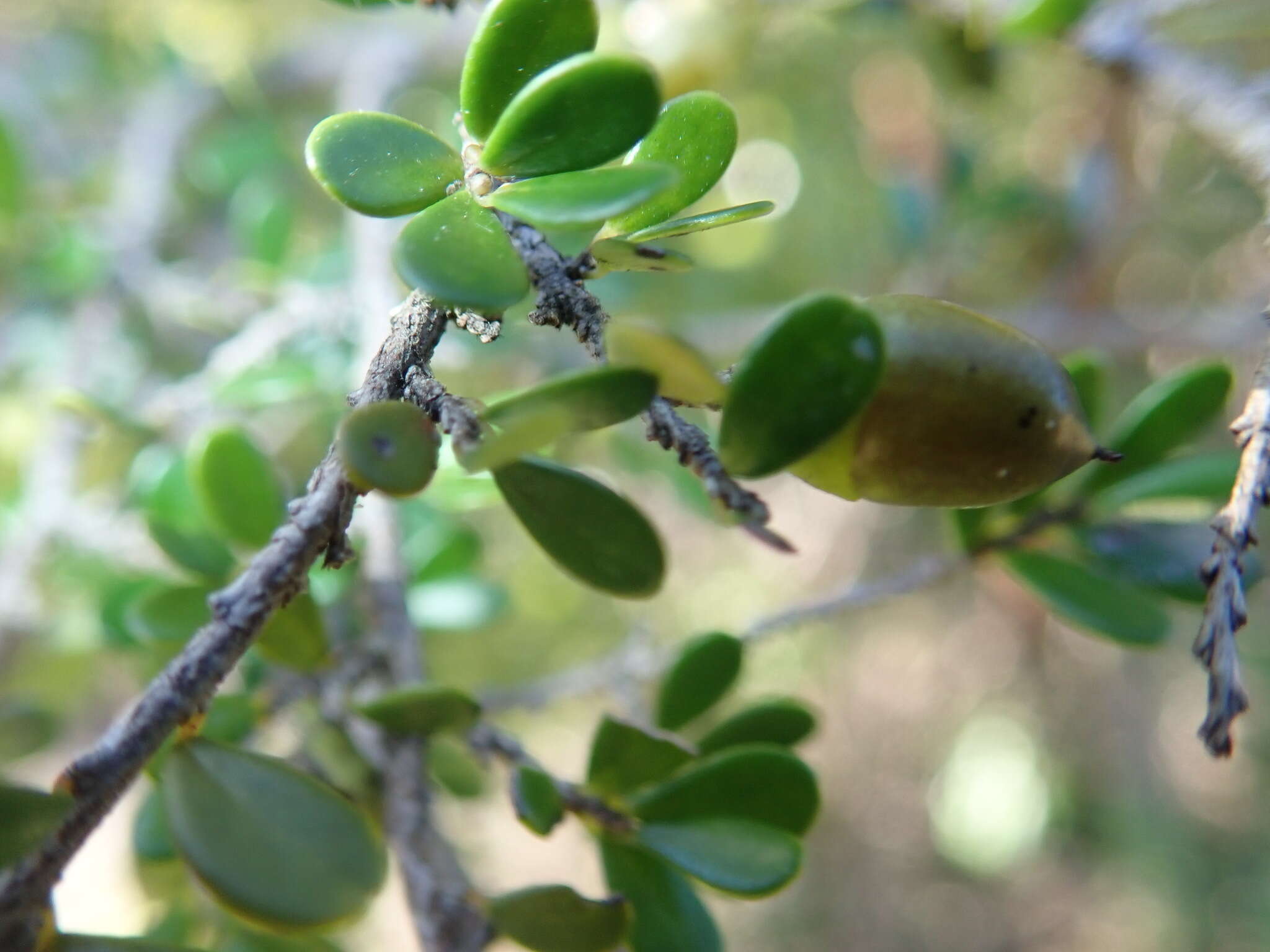 Image de Diospyros myriophylla (H. Perrier) G. E. Schatz & Lowry