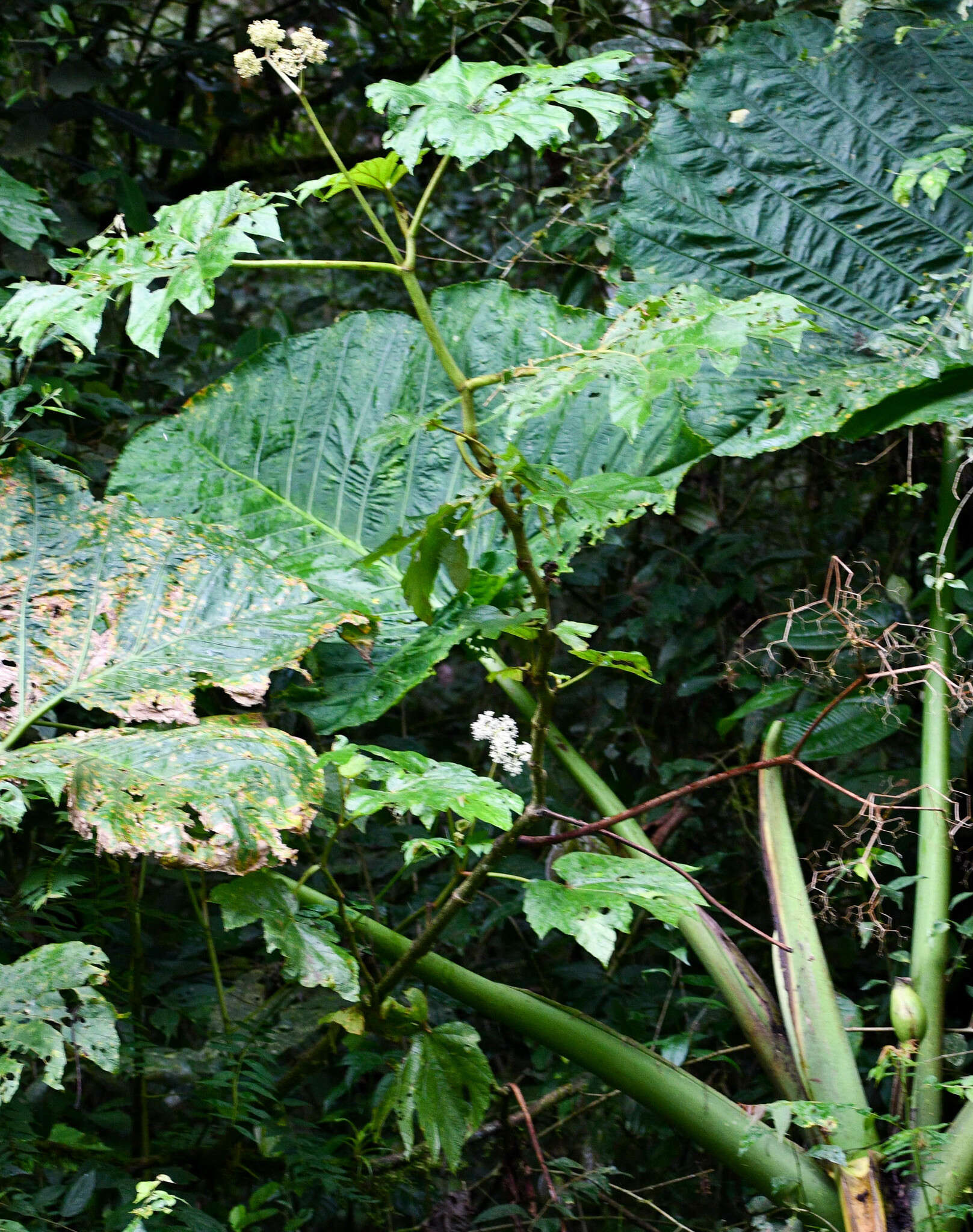 صورة Begonia parviflora Poepp. & Endl.