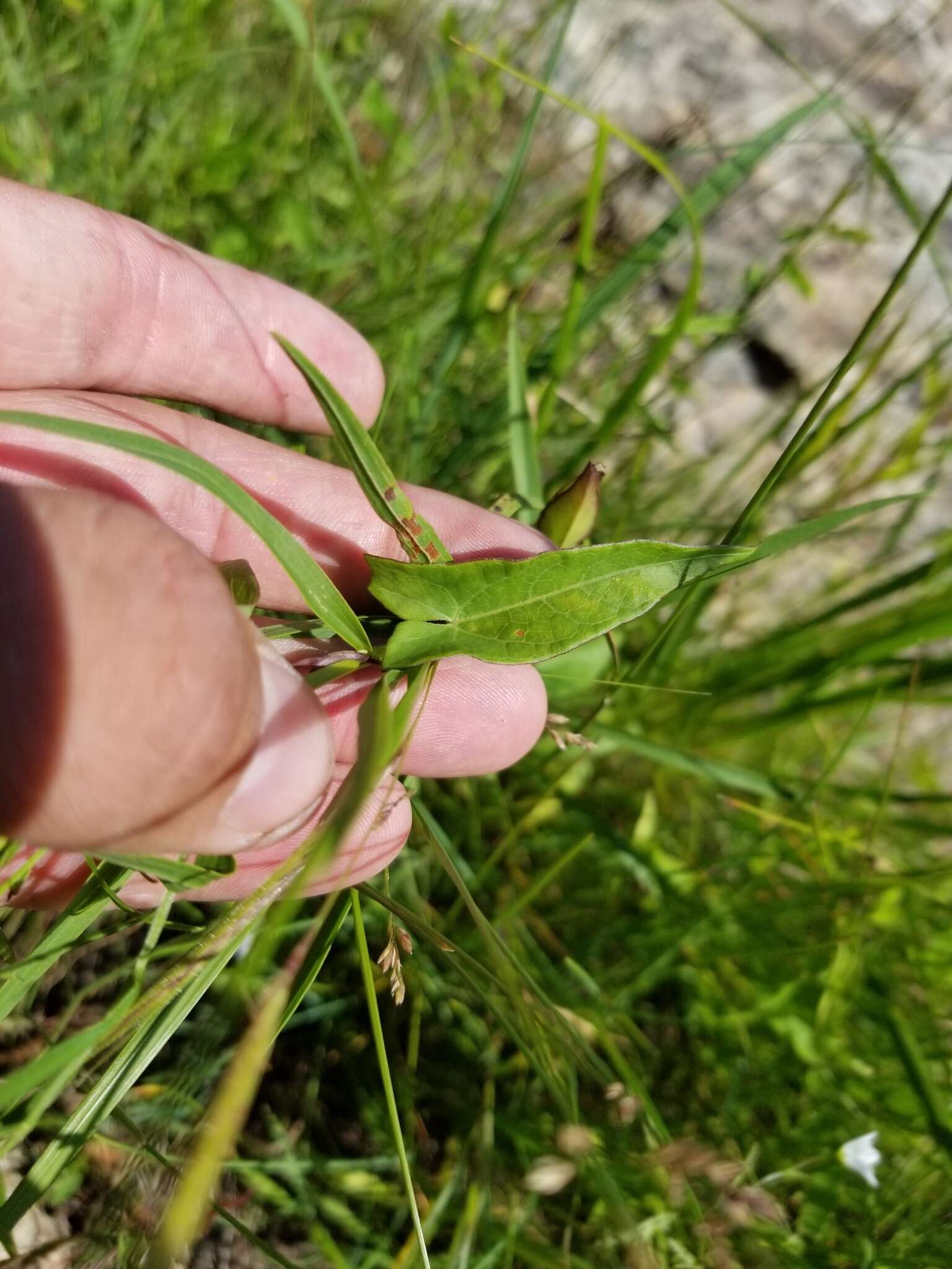 Image of Hedge False Bindweed