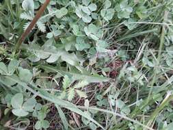 Image of Taraxacum longicorne Dahlst.