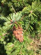 Image of Douglas Fir