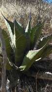 Слика од Agave salmiana subsp. crassispina (Trel.) Gentry