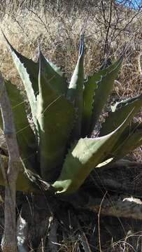 Image of Agave salmiana subsp. crassispina (Trel.) Gentry