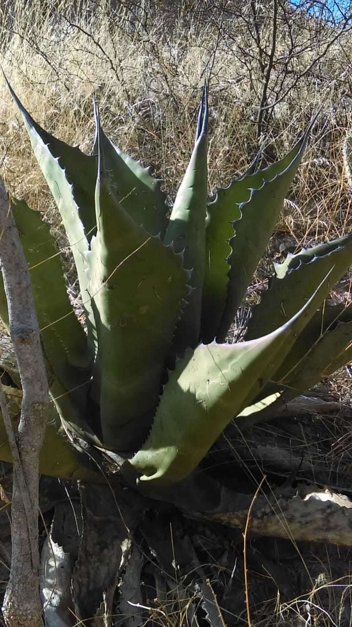 Слика од Agave salmiana subsp. crassispina (Trel.) Gentry