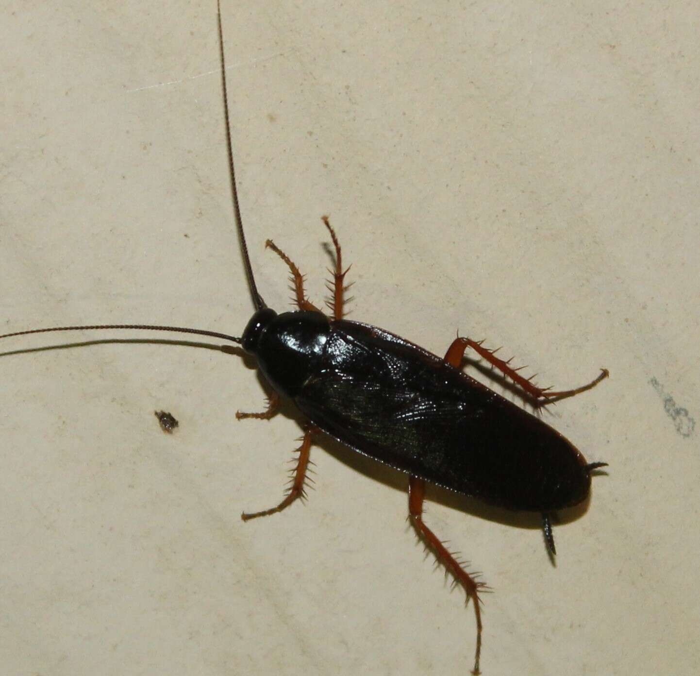 Image of Dark Wood Cockroach