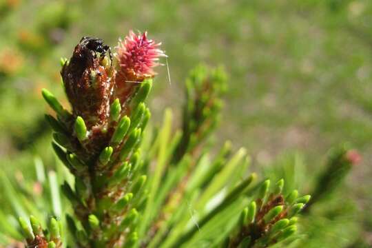 Imagem de Pinus contorta Douglas ex Loudon