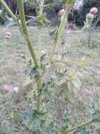 Image de Cirsium mexicanum DC.