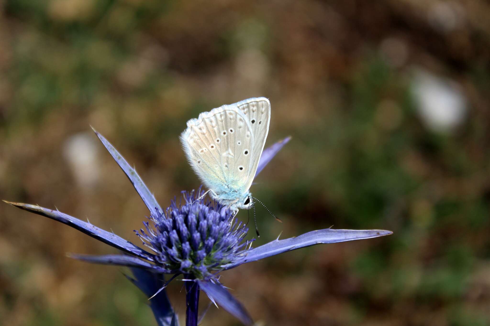 Image of Polyommatus daphnis