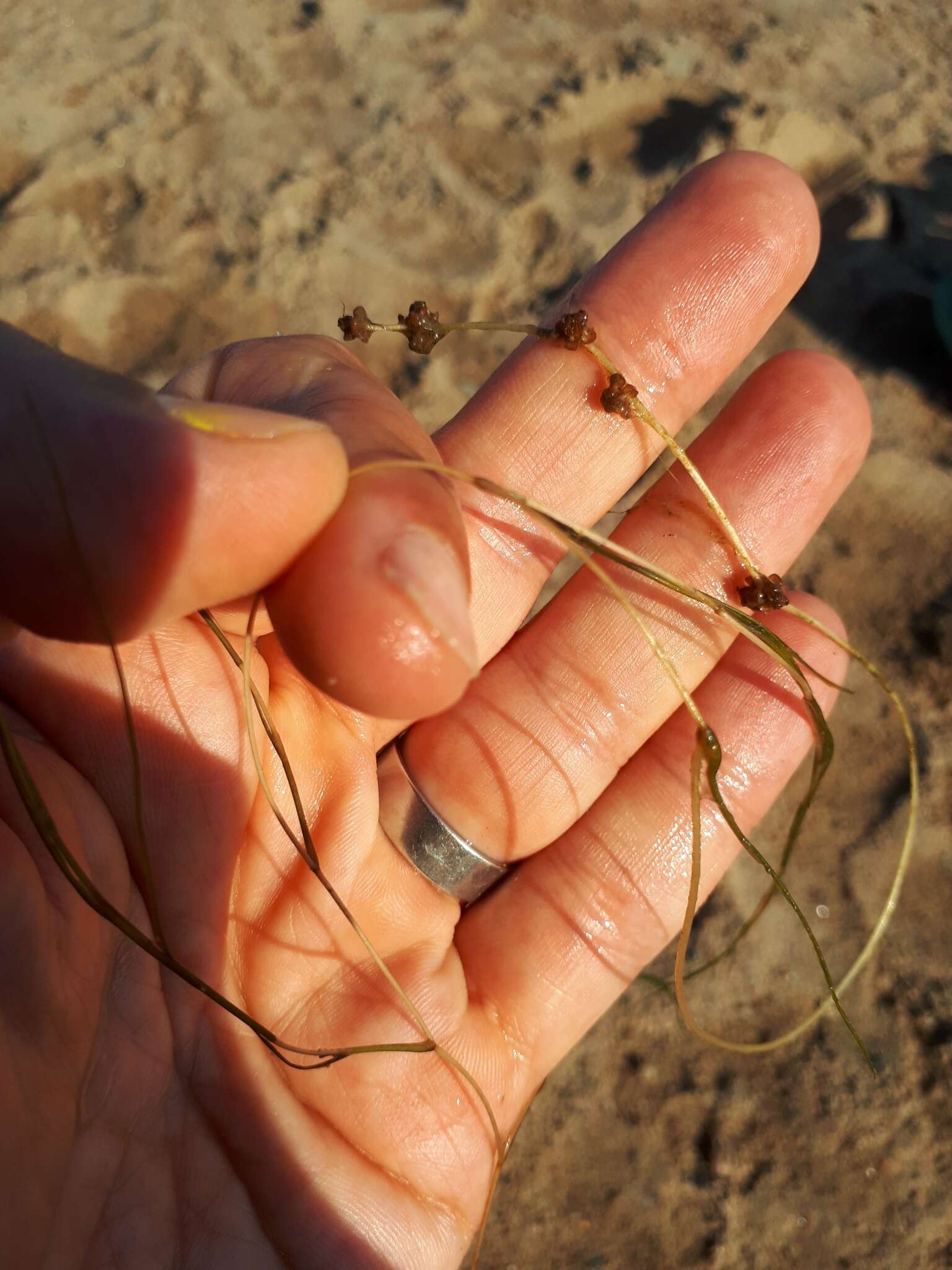 Image of pondweed