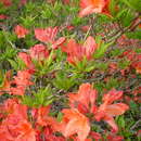 Image de Rhododendron molle (Bl.) G. Don