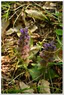 Image of Ajuga orientalis L.