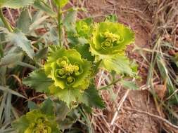 Image of serrate spurge