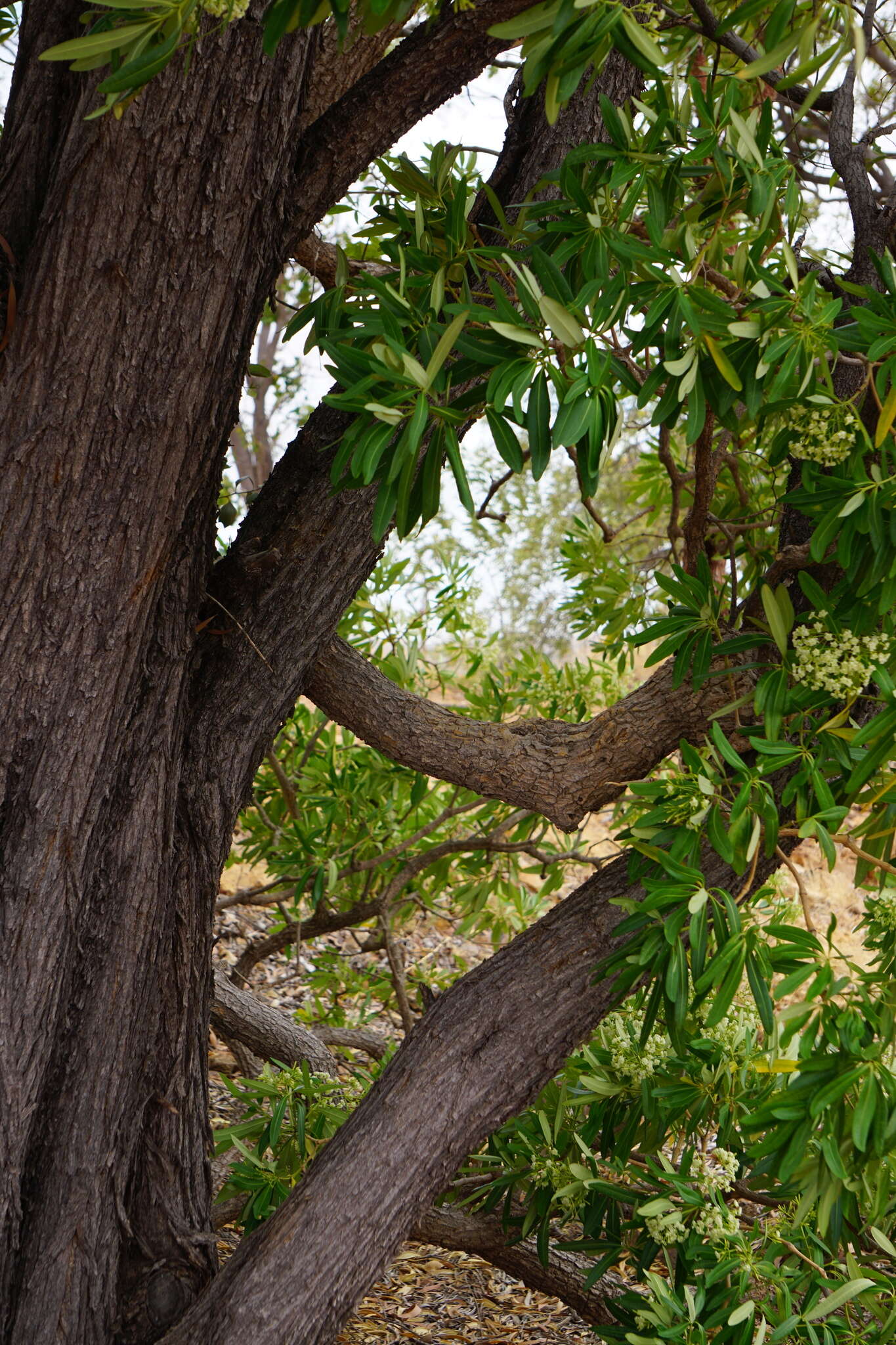 Alstonia actinophylla (Cunn.) Schumann的圖片