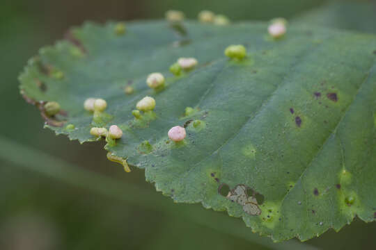 Image de Eriophyes laevis