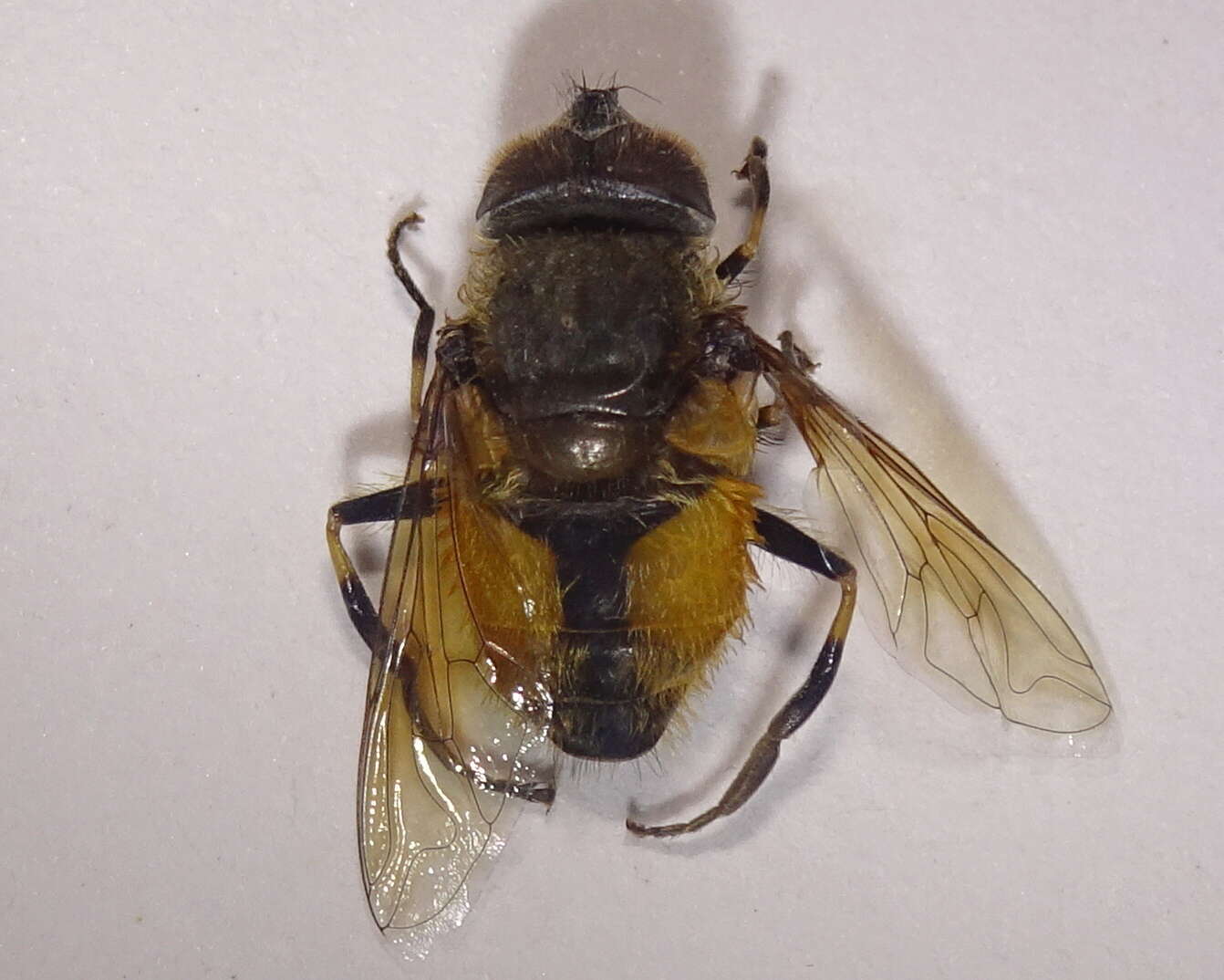 Image of Eristalis bogotensis Macquart 1842