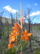 Image of Watsonia pillansii L. Bolus