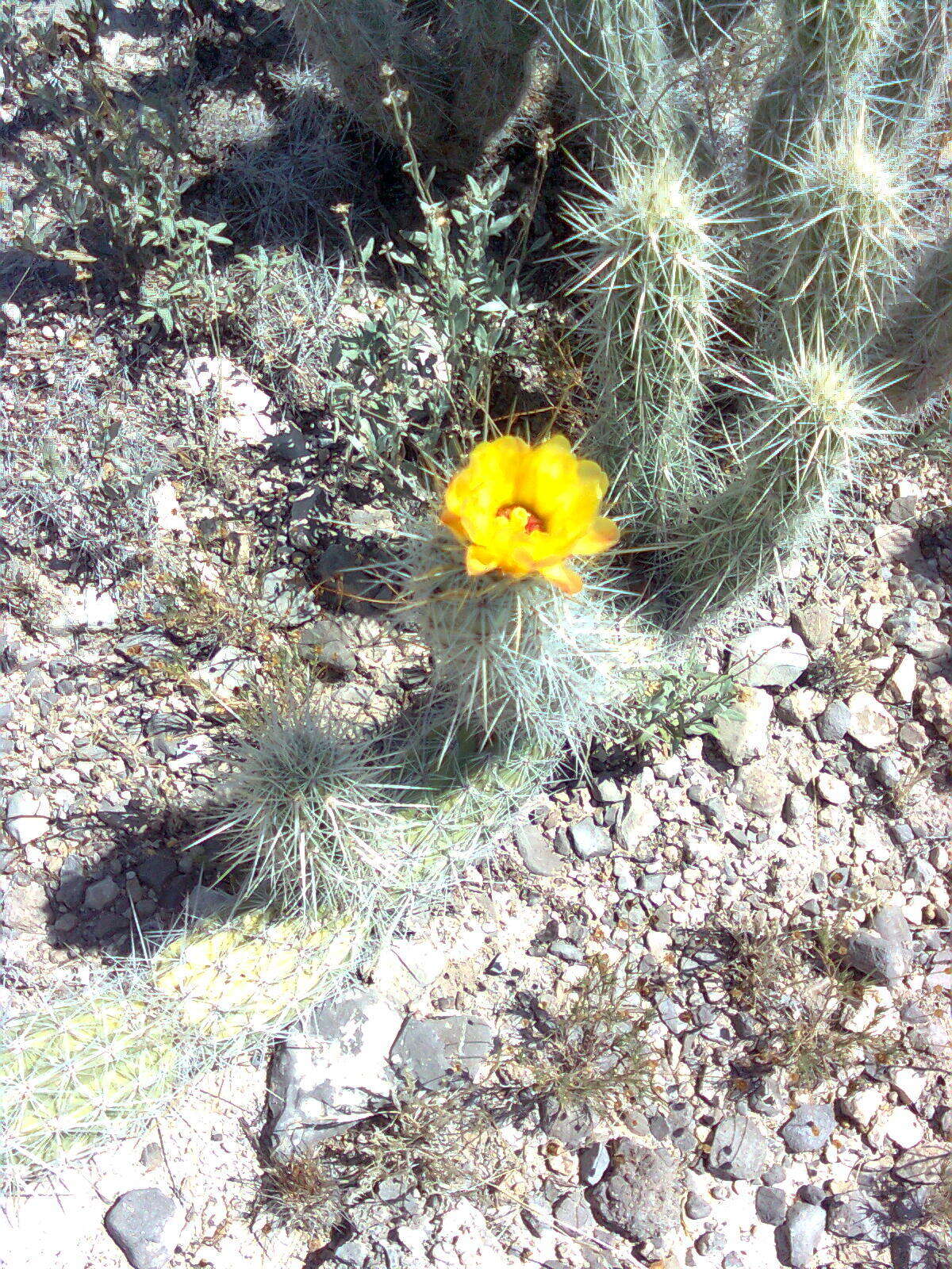 Image of Grusonia bradtiana (J. M. Coult.) Britton & Rose