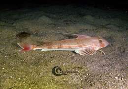 Image of Long-finned Gurnard