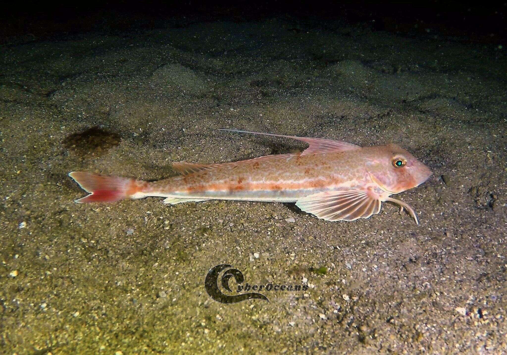 Antenli kırlangıç balığı resmi