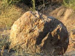 Image de Sittelle des rochers