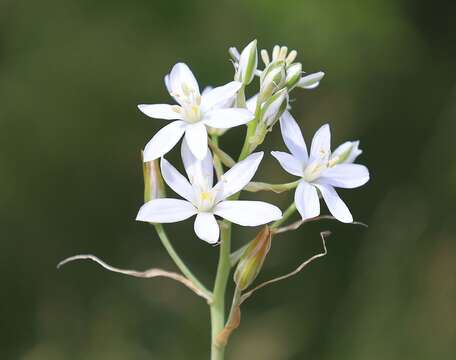 Imagem de Ornithogalum comosum L.