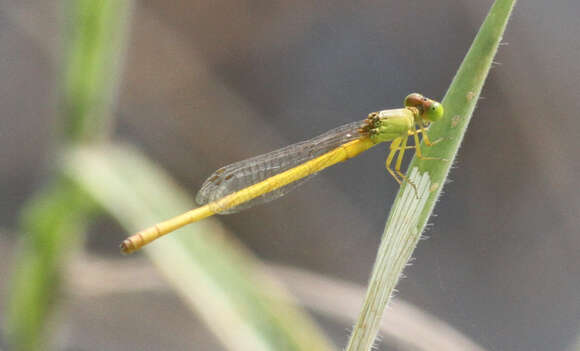 Ceriagrion coromandelianum (Fabricius 1798) resmi