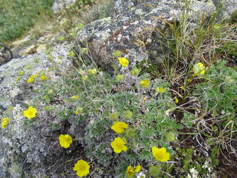 Image of Potentilla subgorodkovii B. A. Jurtzev