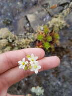 Imagem de Saxifraga tricuspidata Rottb.