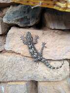 Image of Bark Gecko