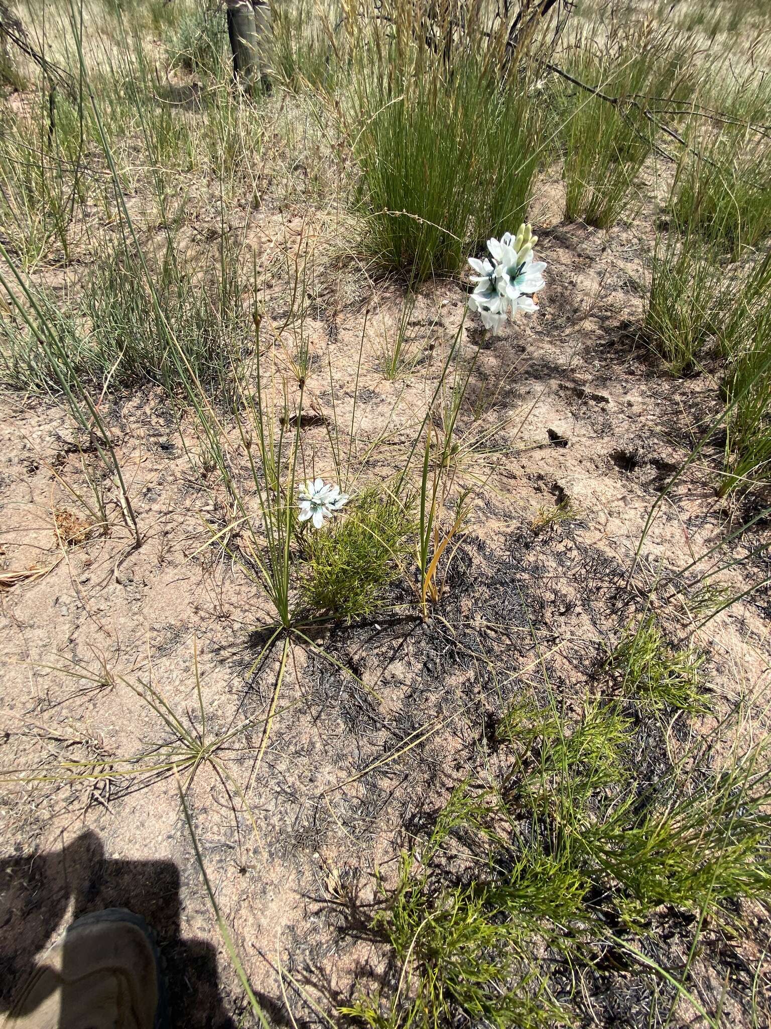 Image of Ixia longistylis (M. P. de Vos) Goldblatt & J. C. Manning