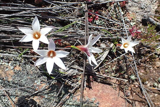 Image of Romulea toximontana M. P. de Vos