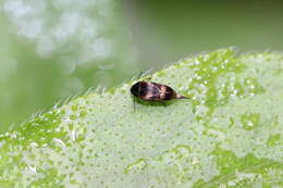 Image of Falsomordellistena pubescens (Fabricius 1798)