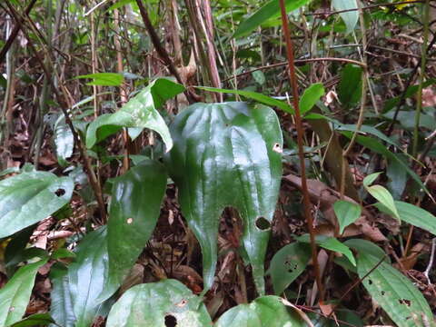 Image de Cheiropleuria integrifolia (D. C. Eaton ex Hook.) M. Kato, Y. Yatabe, Sahashi & N. Murak.