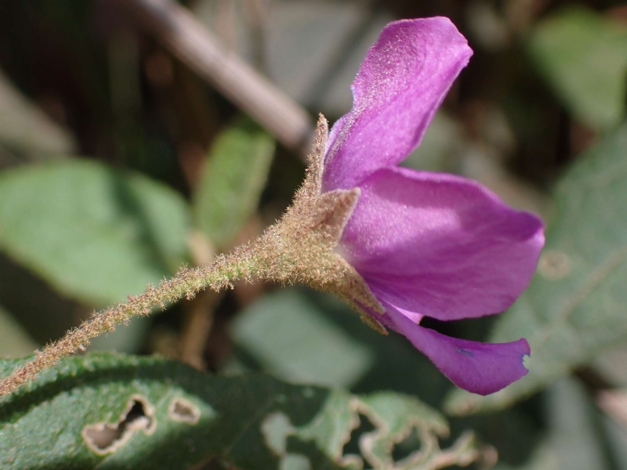 Image of Howittia trilocularis F. Müll.