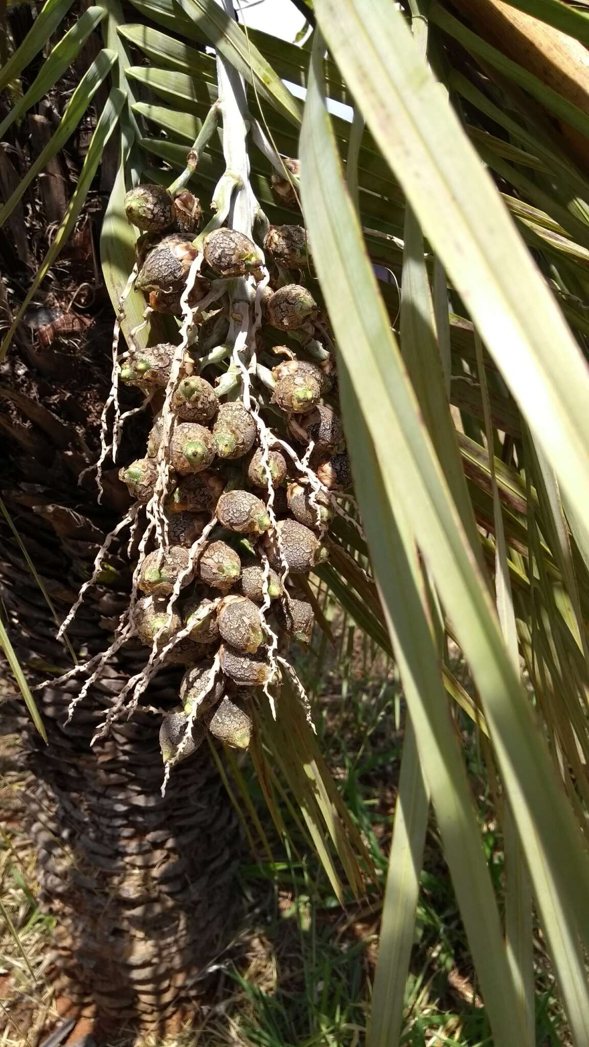 Image of Butia archeri (Glassman) Glassman